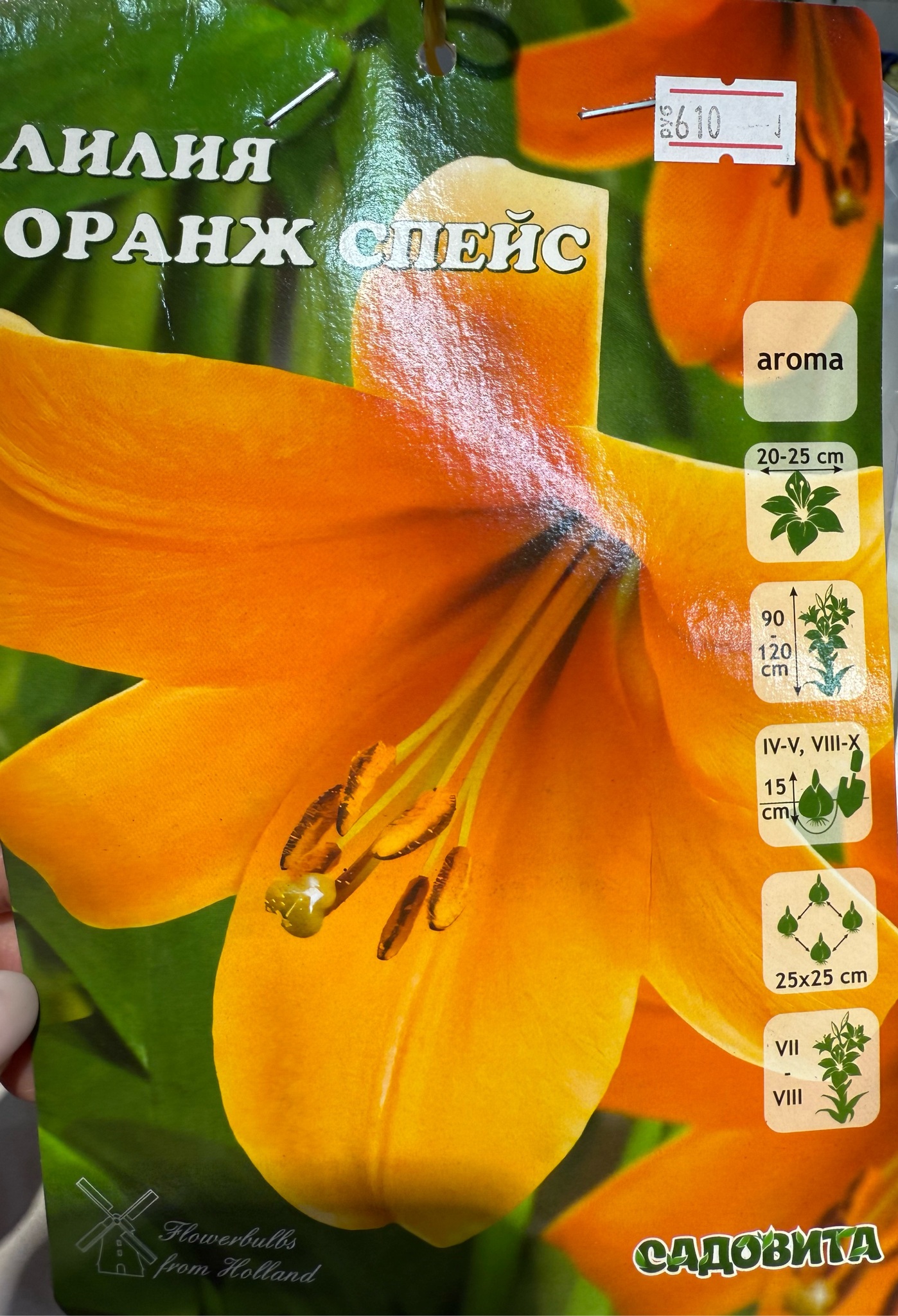 Лилия Оранж Спейс 12/14 3 шт Садовита