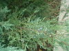grei-oul-2.jpg@webp