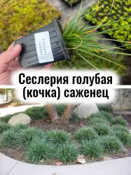 Сеслерия голубая (кочка) серебристо-зелёная трава саженец