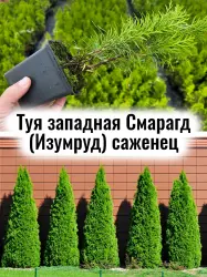 Туя западная Смарагд (Изумруд) хвойный многолетний саженец