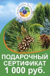 Подарочный сертификат ( Номинал 1000 руб )