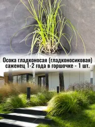 Осока гладконосая гладконосиковая декоративный злак саженец