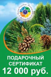 Подарочный сертификат ( Номинал 12000 руб )